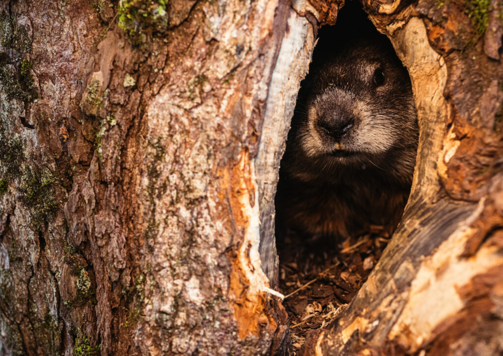 Hiding Groundhog