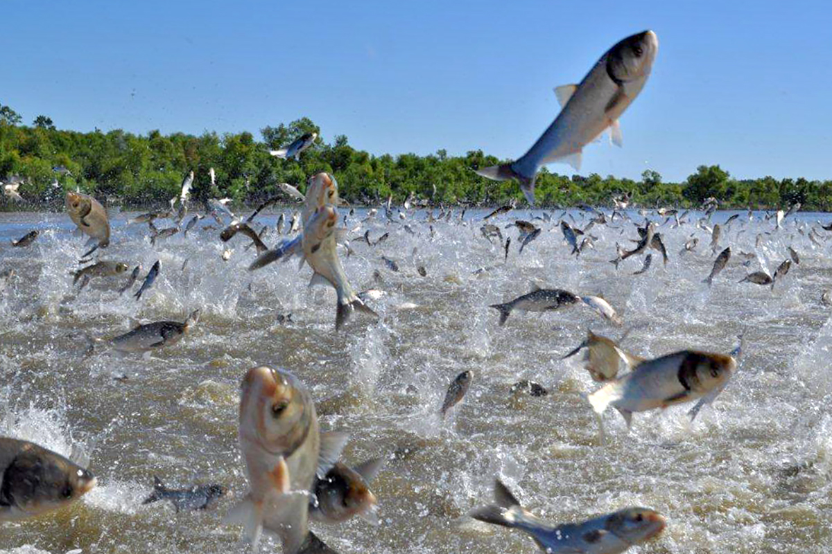 Fishing for Asian carp in the Illinois River