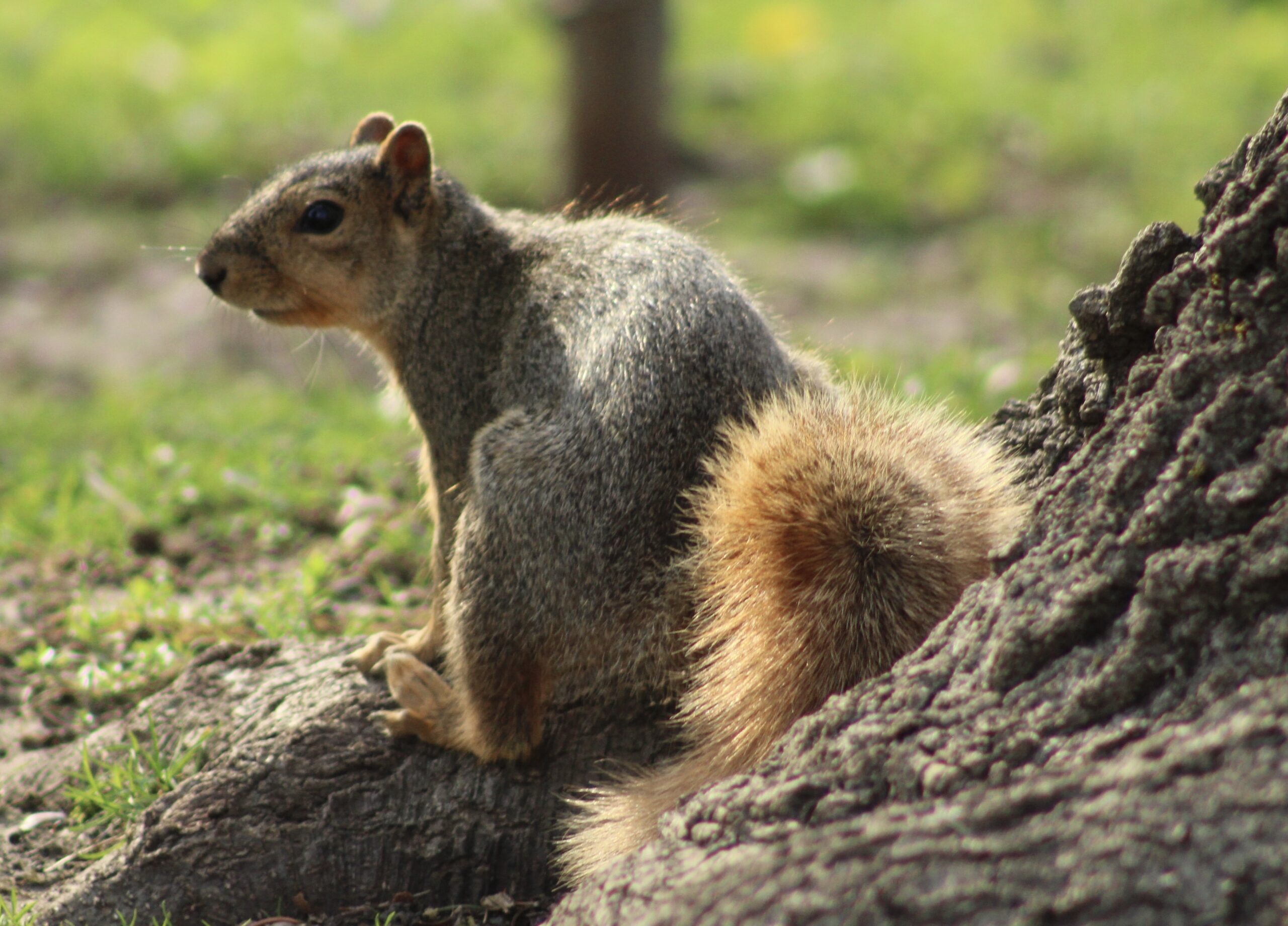 Opening of Illinois squirrel hunting season is another chance to spend