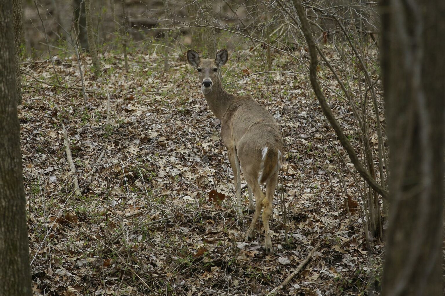 Hunting Instructor Looks Forward To Seeing Uptake Of Centerfire Rifles   6169d9328c0c4.image  1536x1024 