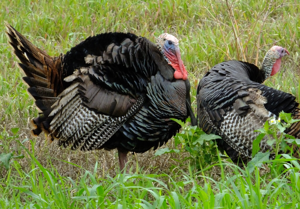 usfws-wild-turkeys-field
