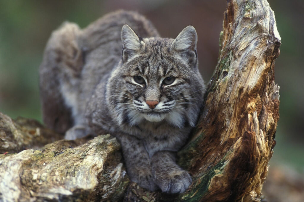 bobcat-page-image