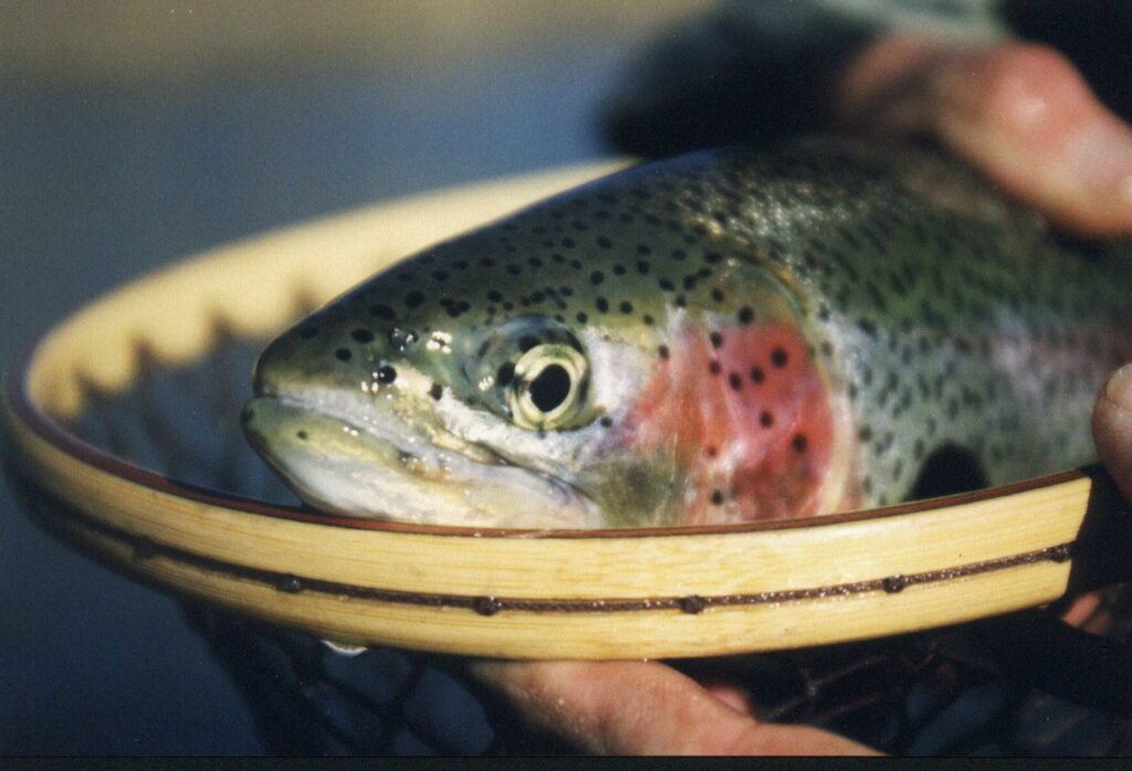 usfws-rainbow-trout